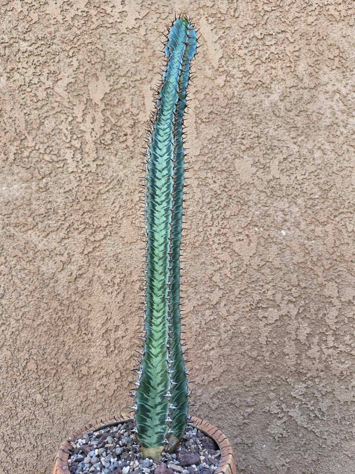 Euphorbia confinalis subsp. rhodesia variegata 'Zebra'