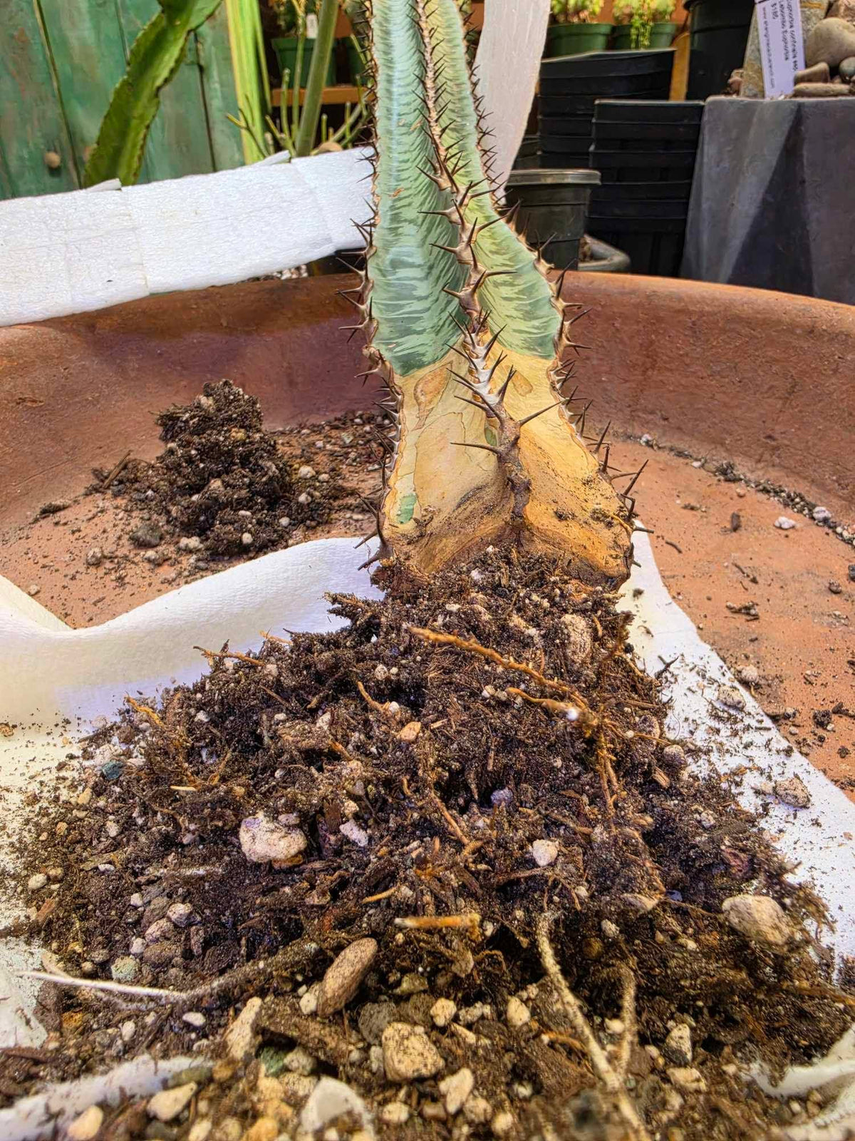 Euphorbia confinalis subsp. rhodesia variegata 'Zebra'