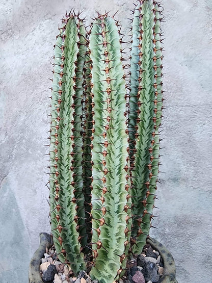 Euphorbia confinalis subsp. rhodesia variegata 'Zebra' x 4