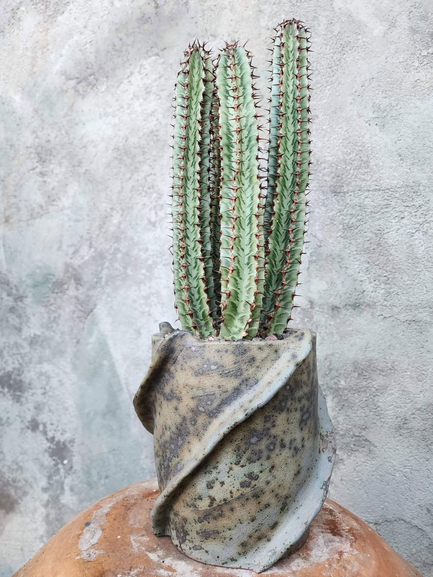Euphorbia confinalis subsp. rhodesia variegata 'Zebra' x 4