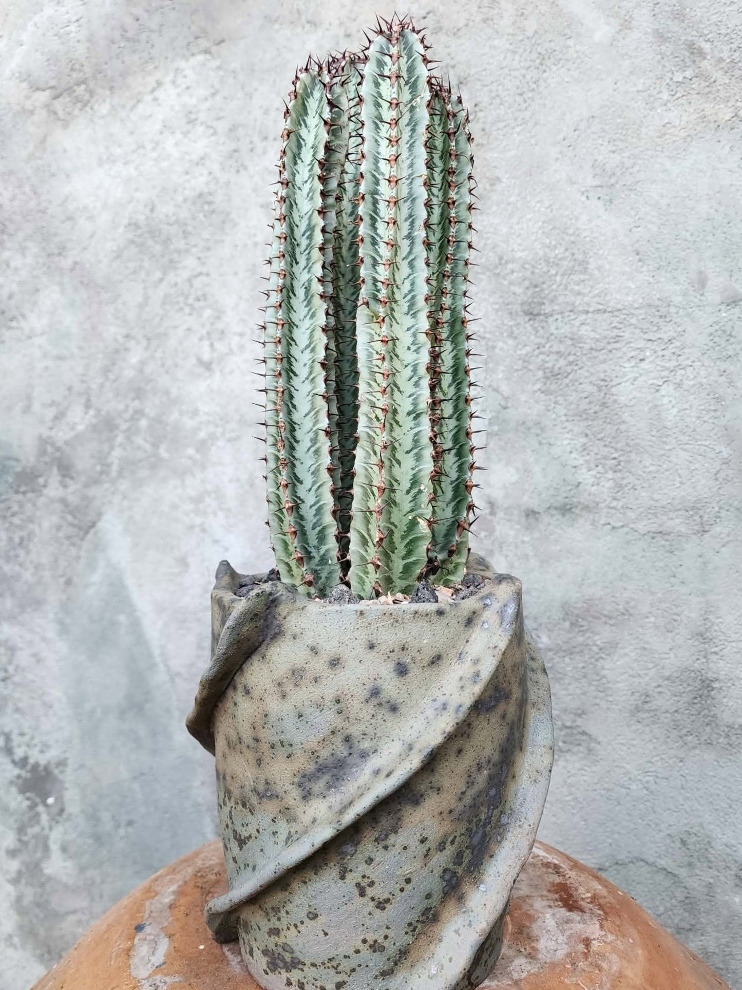Euphorbia confinalis subsp. rhodesia variegata 'Zebra' x 4