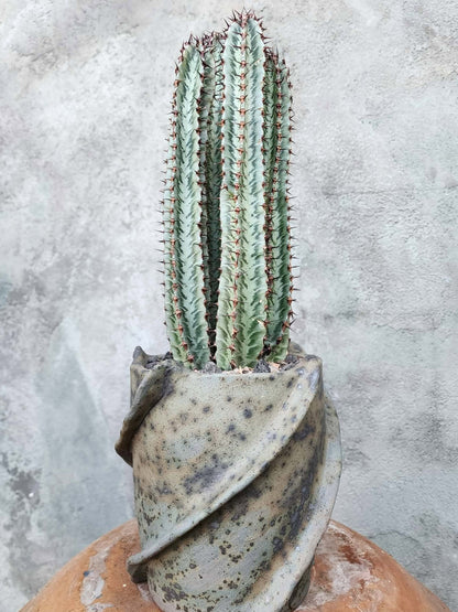 Euphorbia confinalis subsp. rhodesia variegata 'Zebra' x 4