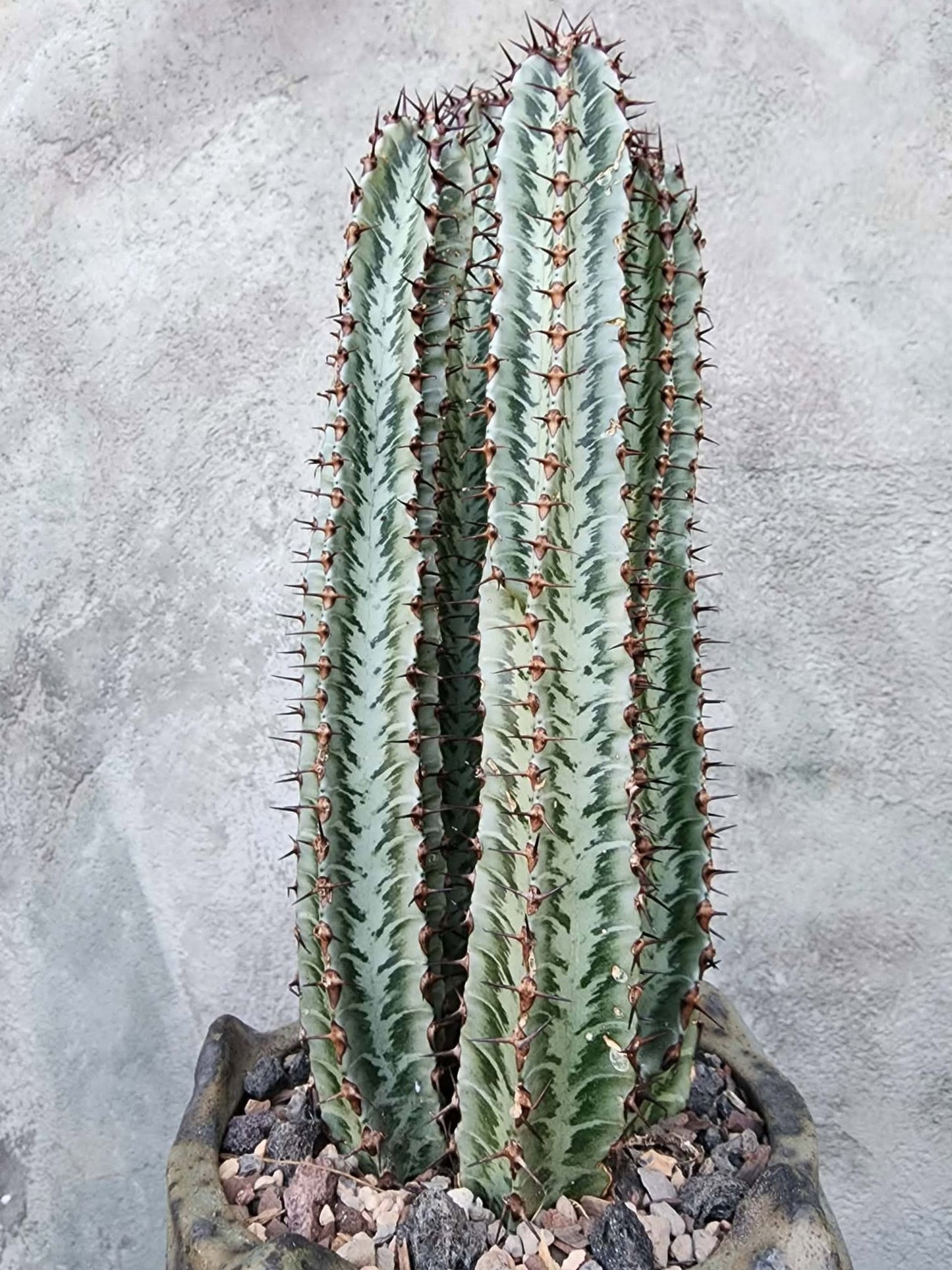 Euphorbia confinalis subsp. rhodesia variegata 'Zebra' x 4