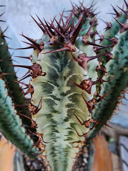 Euphorbia confinalis subsp. rhodesia variegata 'Zebra' x 4