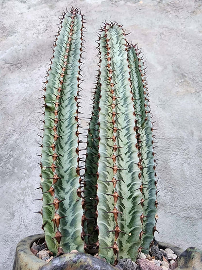 Euphorbia confinalis subsp. rhodesia variegata 'Zebra' x 4