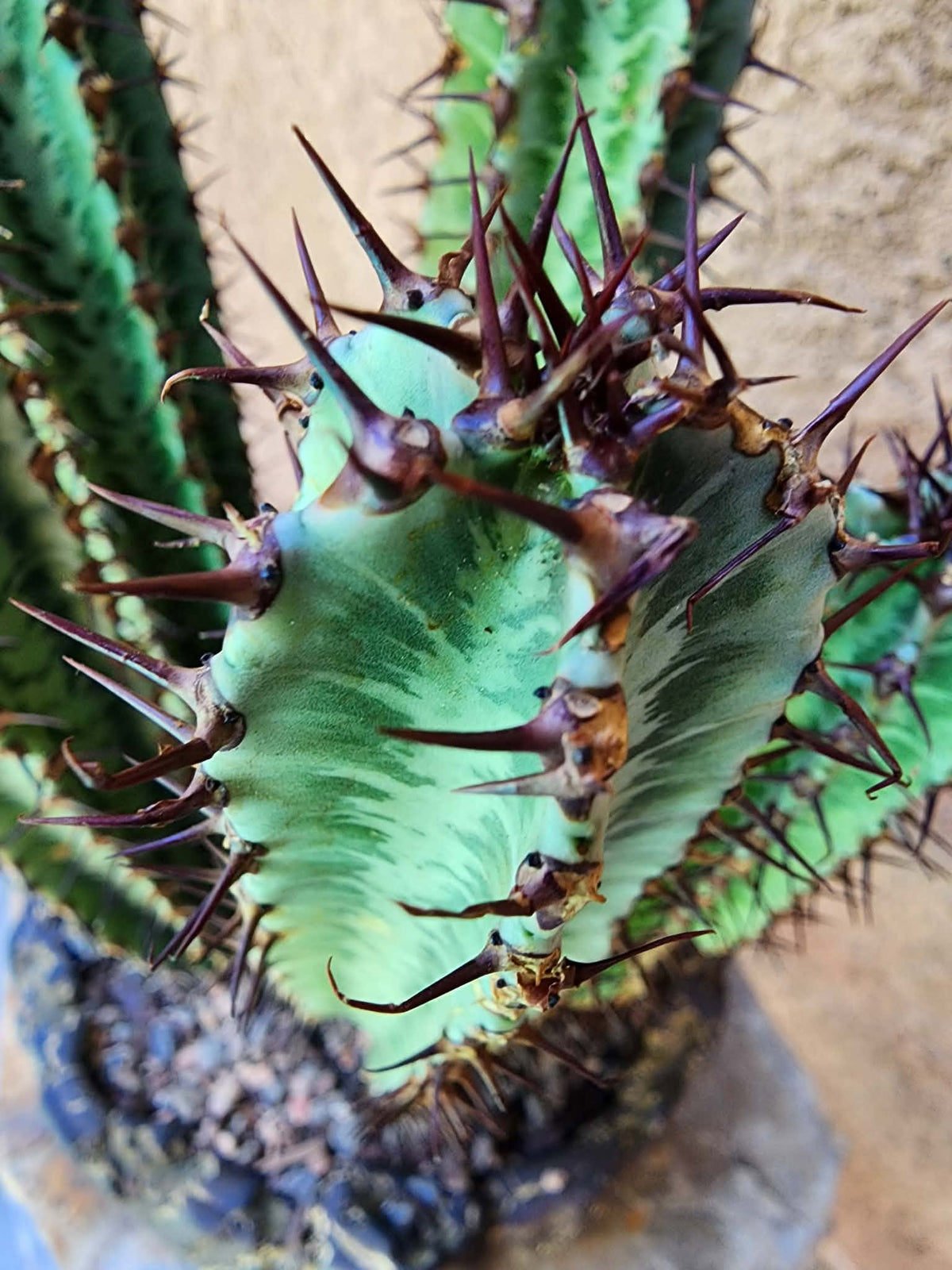 Euphorbia confinalis subsp. rhodesia variegata 'Zebra' x 5