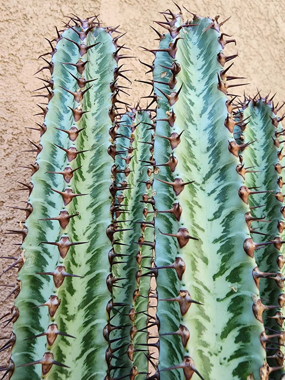 Euphorbia confinalis subsp. rhodesia variegata 'Zebra' x 5