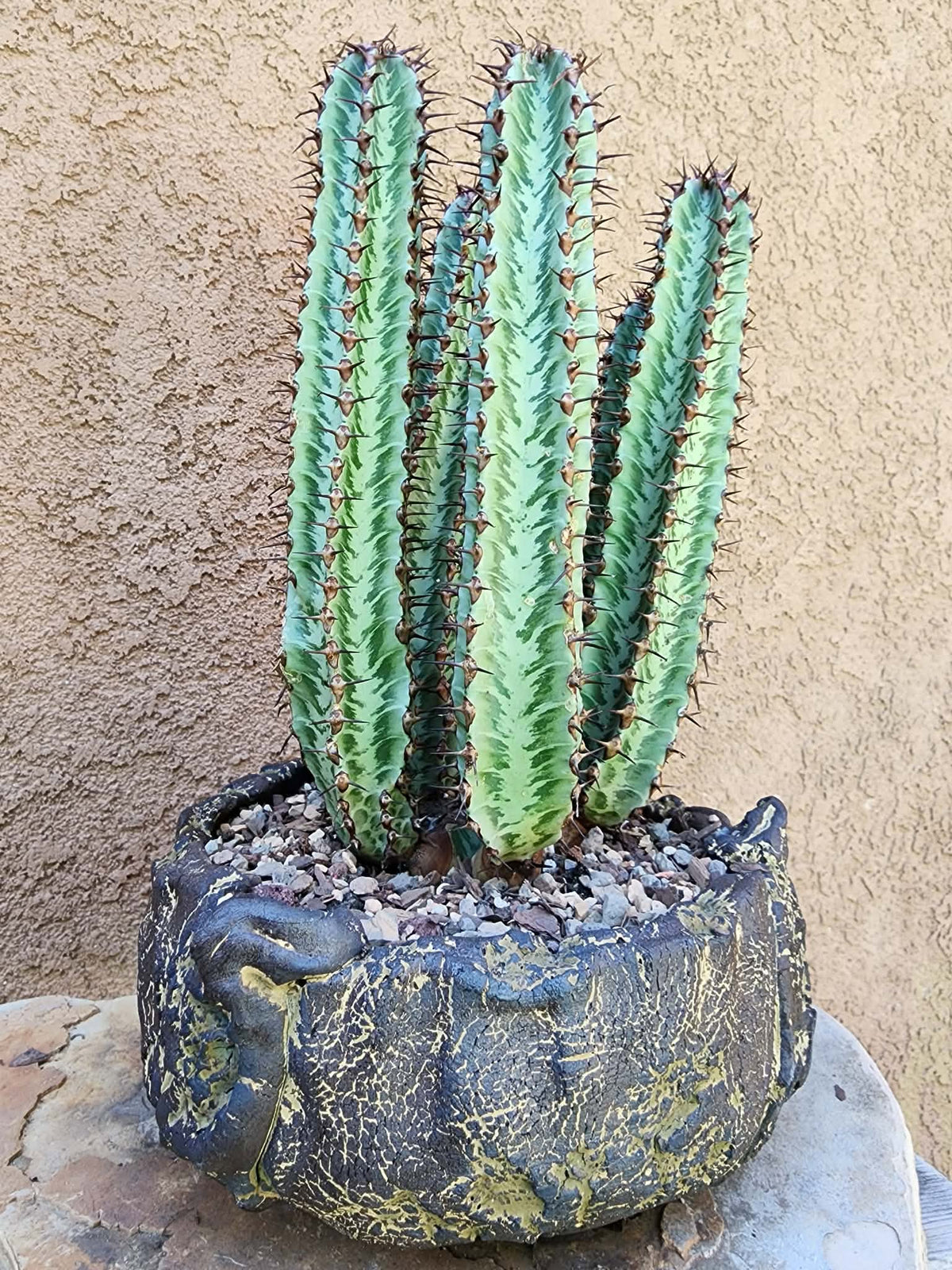 Euphorbia confinalis subsp. rhodesia variegata 'Zebra' x 5