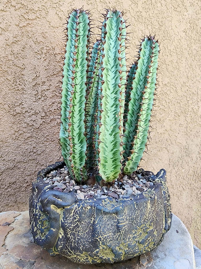 Euphorbia confinalis subsp. rhodesia variegata 'Zebra' x 5