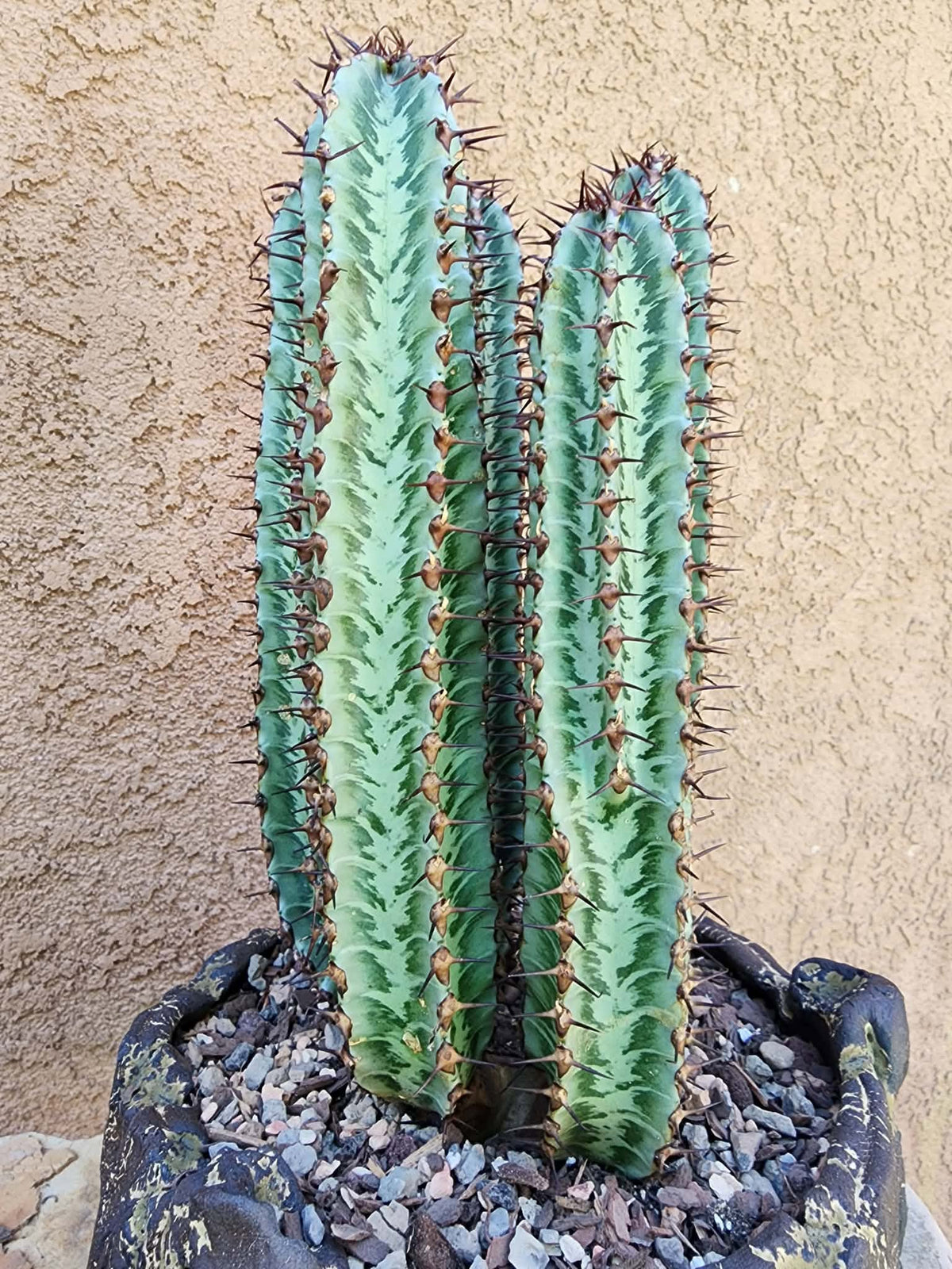 Euphorbia confinalis subsp. rhodesia variegata 'Zebra' x 5
