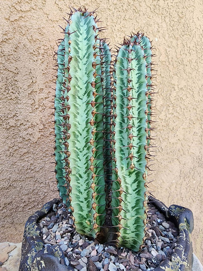 Euphorbia confinalis subsp. rhodesia variegata 'Zebra' x 5