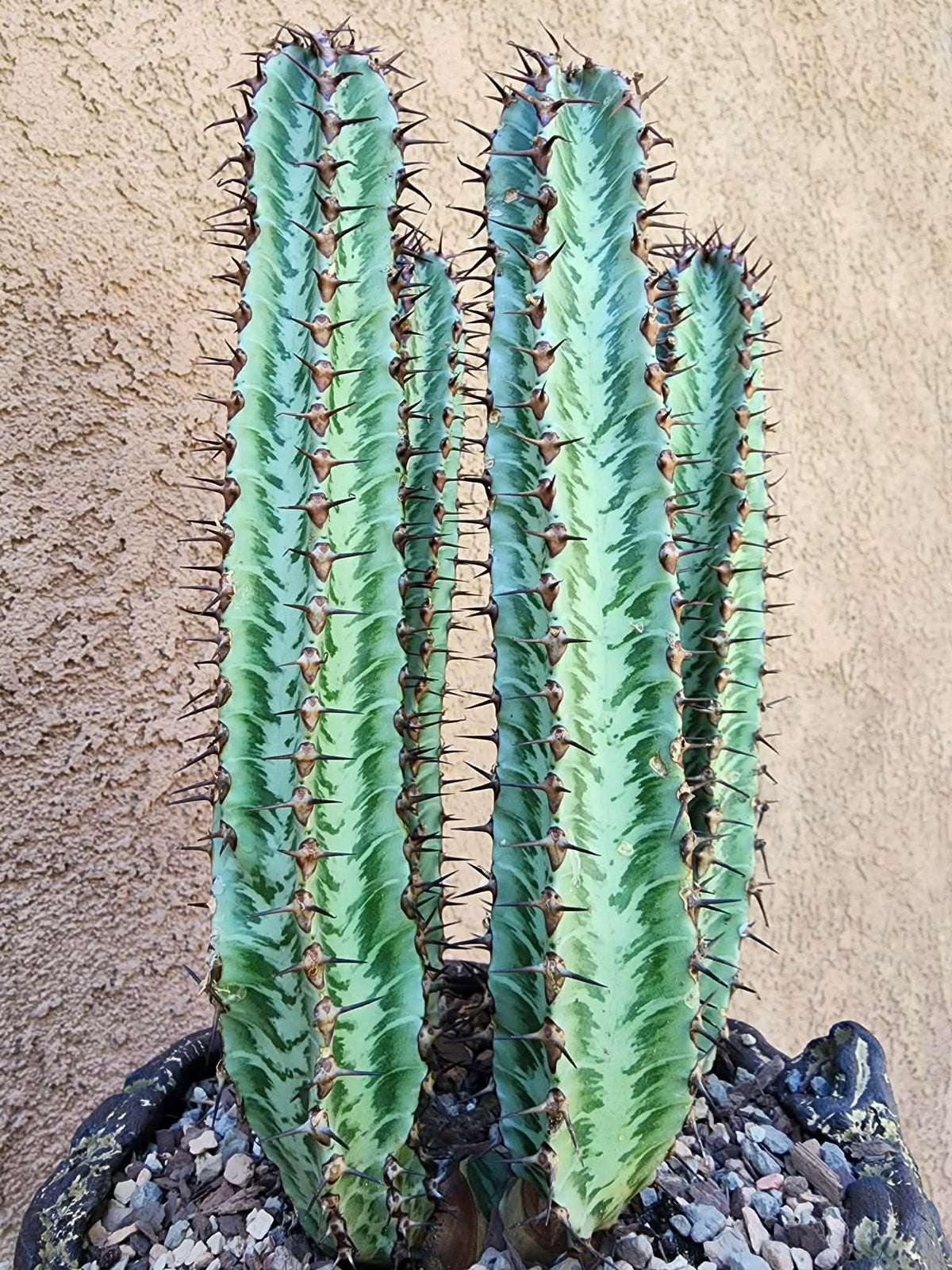 Euphorbia confinalis subsp. rhodesia variegata 'Zebra' x 5