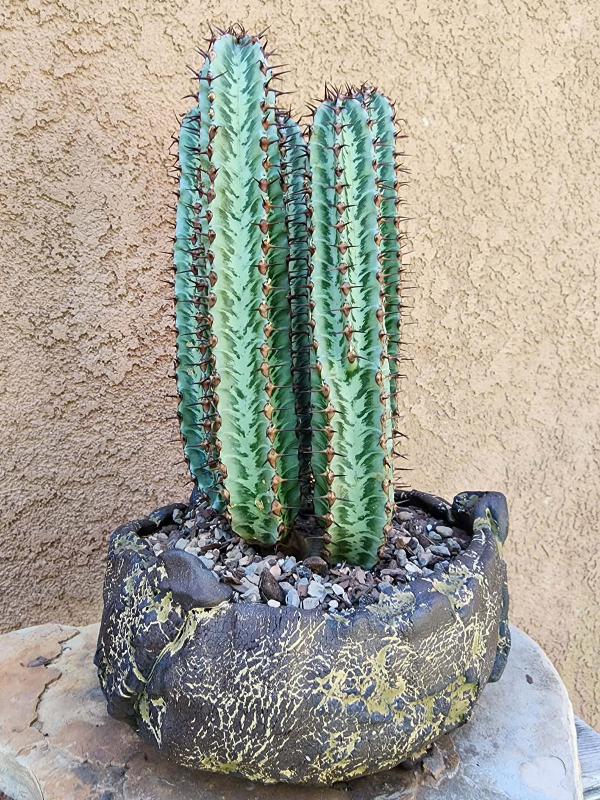 Euphorbia confinalis subsp. rhodesia variegata 'Zebra' x 5