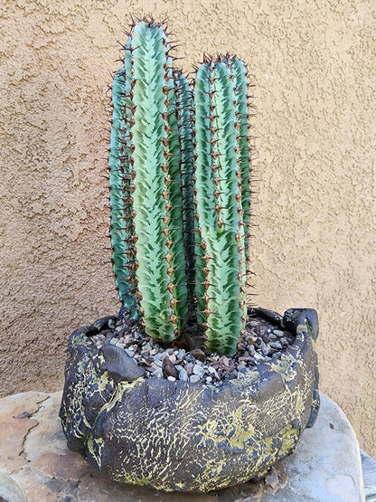 Euphorbia confinalis subsp. rhodesia variegata 'Zebra' x 5