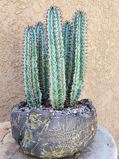Euphorbia confinalis subsp. rhodesia variegata 'Zebra' x 5