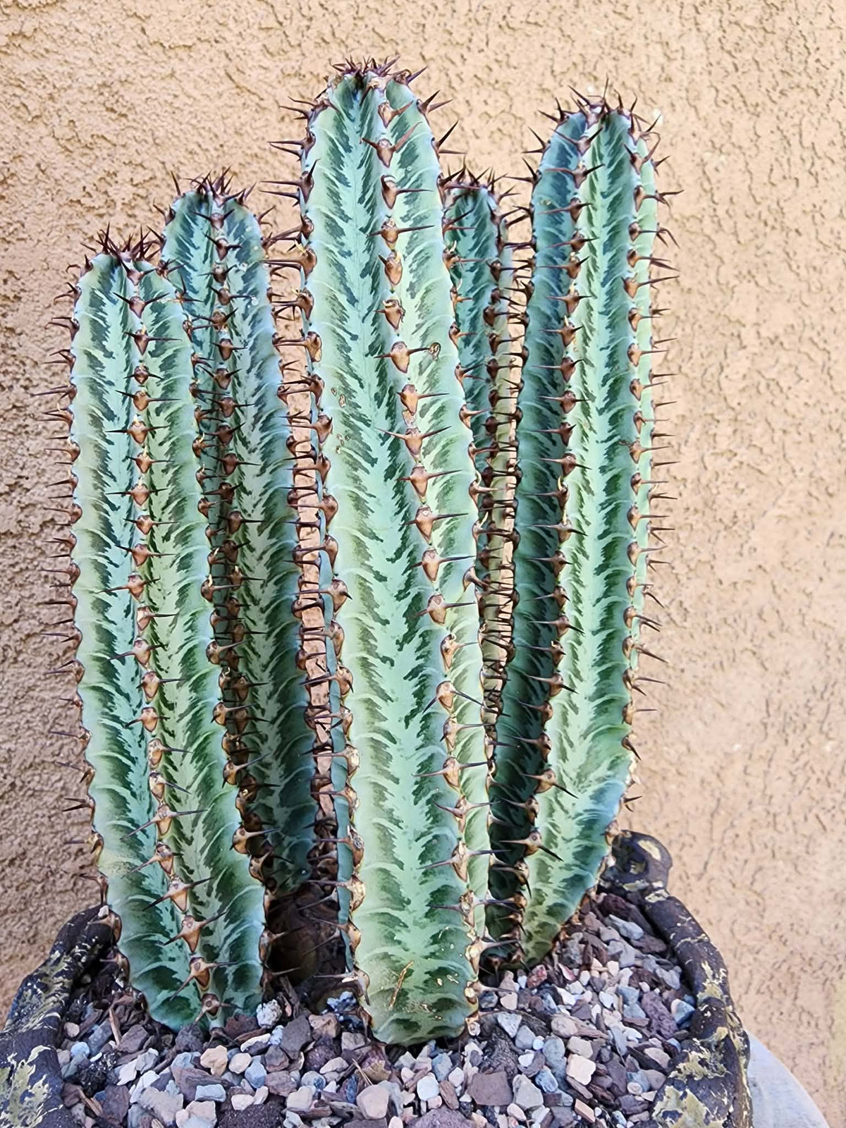 Euphorbia confinalis subsp. rhodesia variegata 'Zebra' x 5