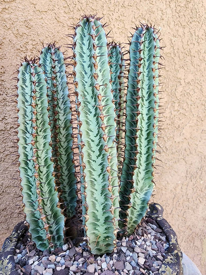 Euphorbia confinalis subsp. rhodesia variegata 'Zebra' x 5