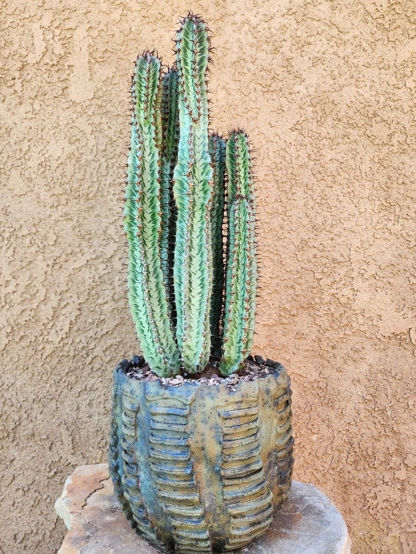 Euphorbia confinalis subsp. rhodesia variegata 'Zebra' x 6