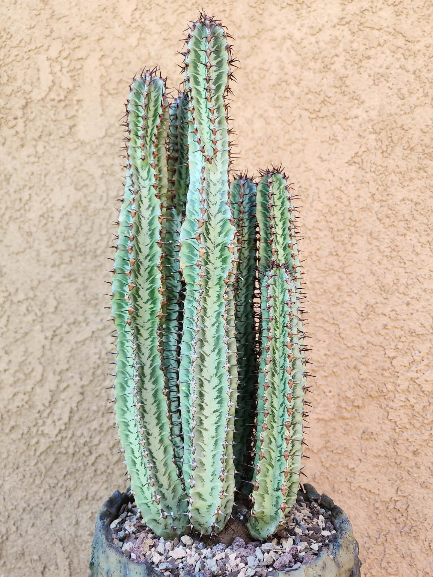 Euphorbia confinalis subsp. rhodesia variegata 'Zebra' x 6