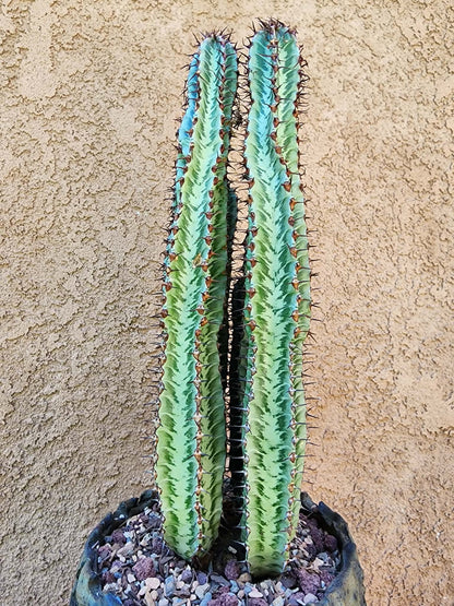 Euphorbia confinalis subsp. rhodesia variegata 'Zebra' x 6