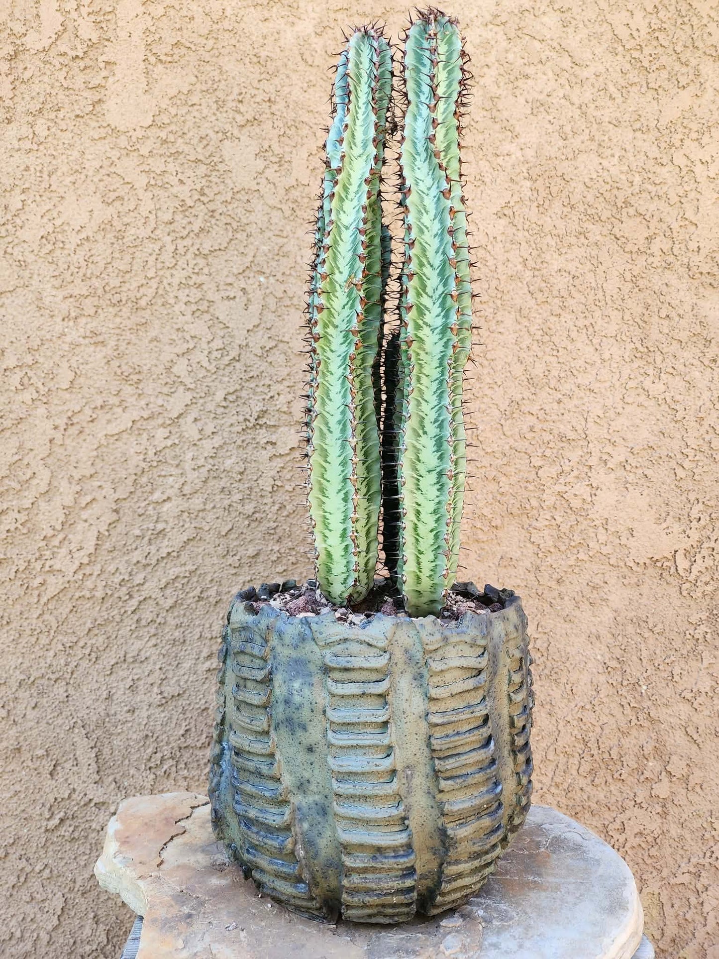 Euphorbia confinalis subsp. rhodesia variegata 'Zebra' x 6