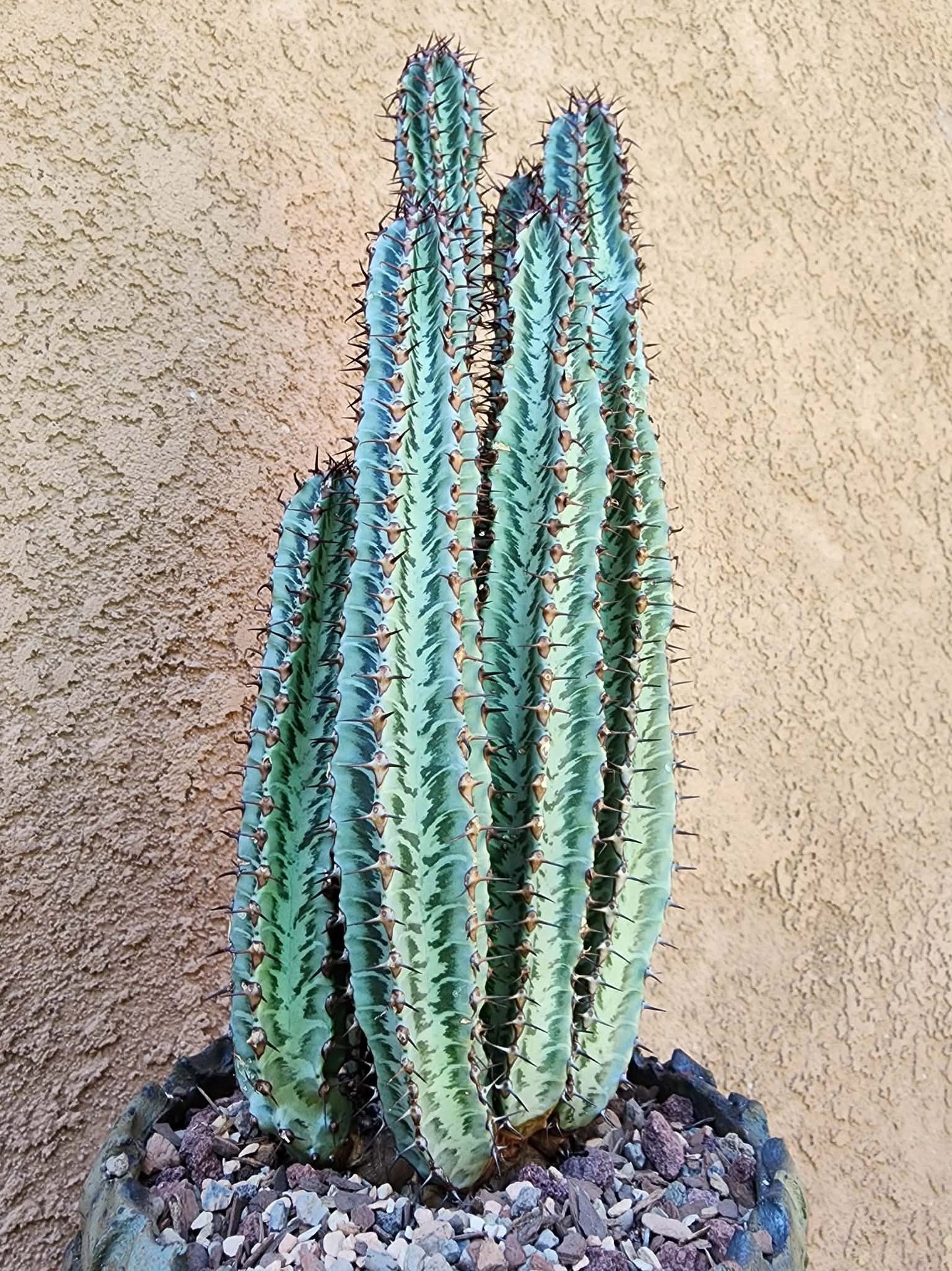 Euphorbia confinalis subsp. rhodesia variegata 'Zebra' x 6