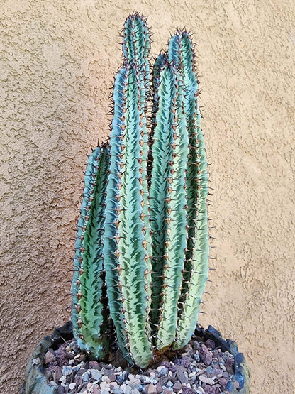 Euphorbia confinalis subsp. rhodesia variegata 'Zebra' x 6