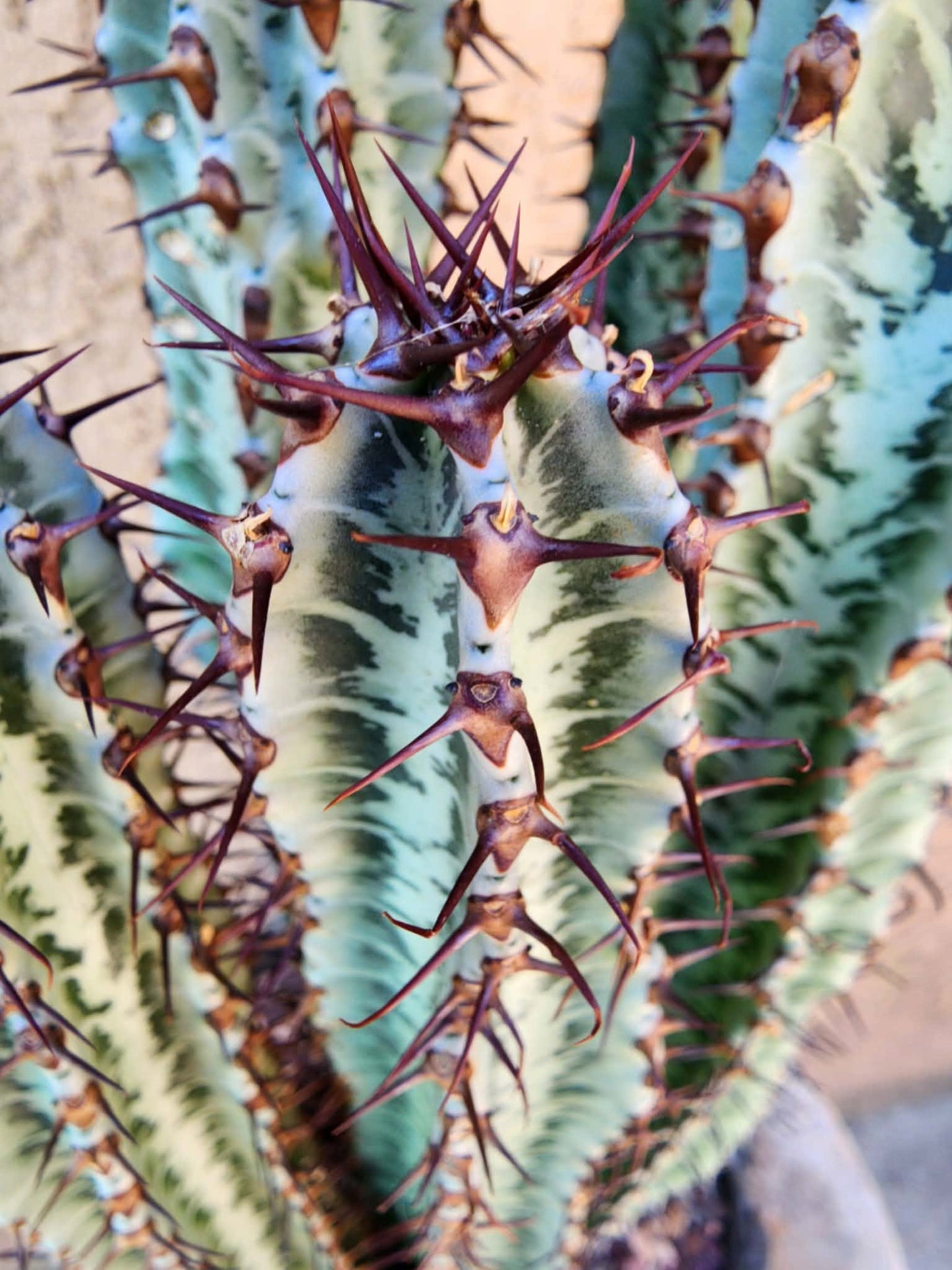 Euphorbia confinalis subsp. rhodesia variegata 'Zebra' x 6