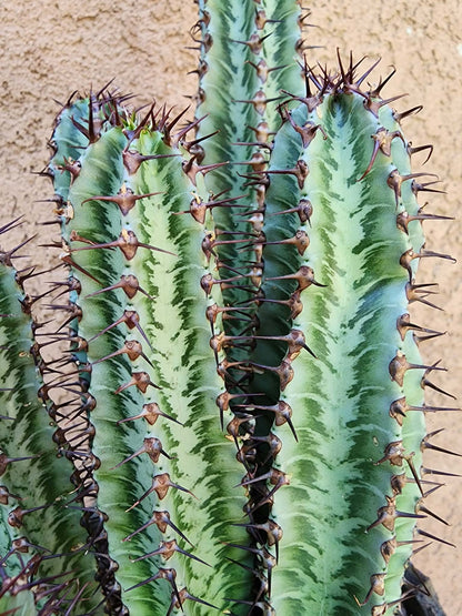 Euphorbia confinalis subsp. rhodesia variegata 'Zebra' x 6