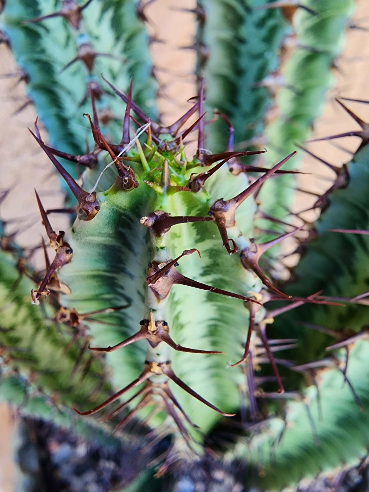 Euphorbia confinalis subsp. rhodesia variegata 'Zebra' x 6