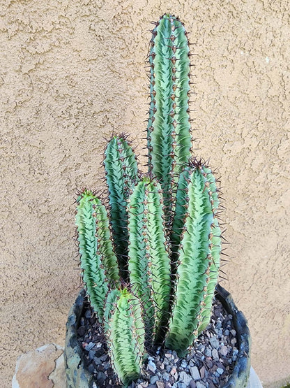 Euphorbia confinalis subsp. rhodesia variegata 'Zebra' x 6