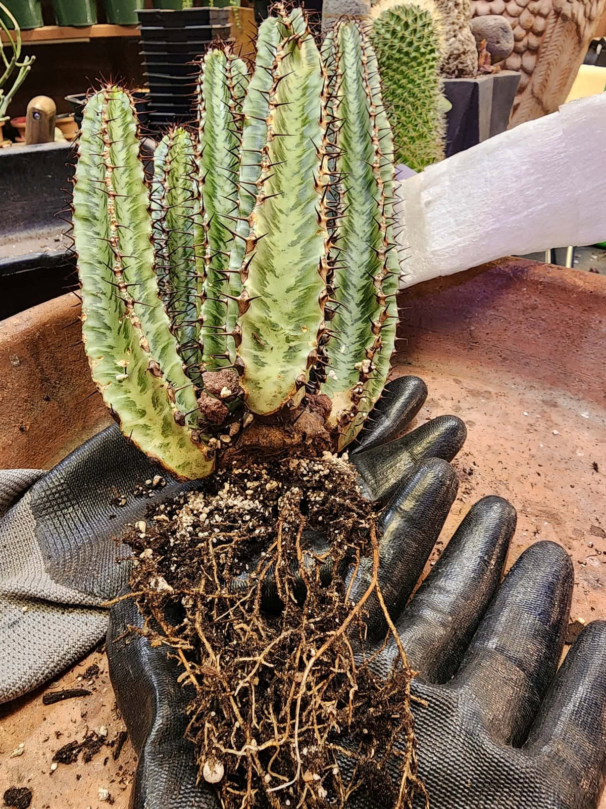 Euphorbia confinalis subsp. rhodesia variegata 'Zebra' x 6