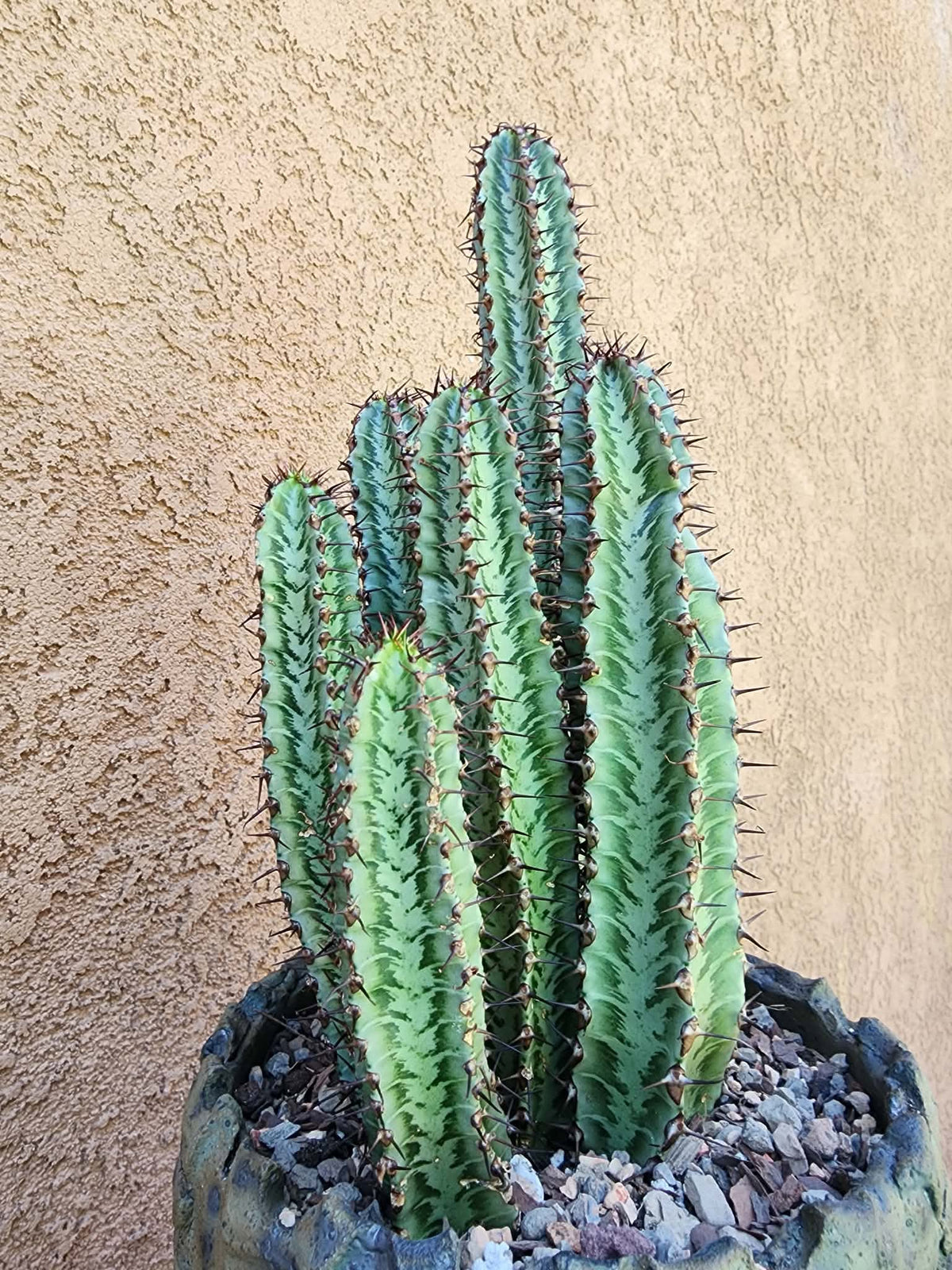 Euphorbia confinalis subsp. rhodesia variegata 'Zebra' x 6