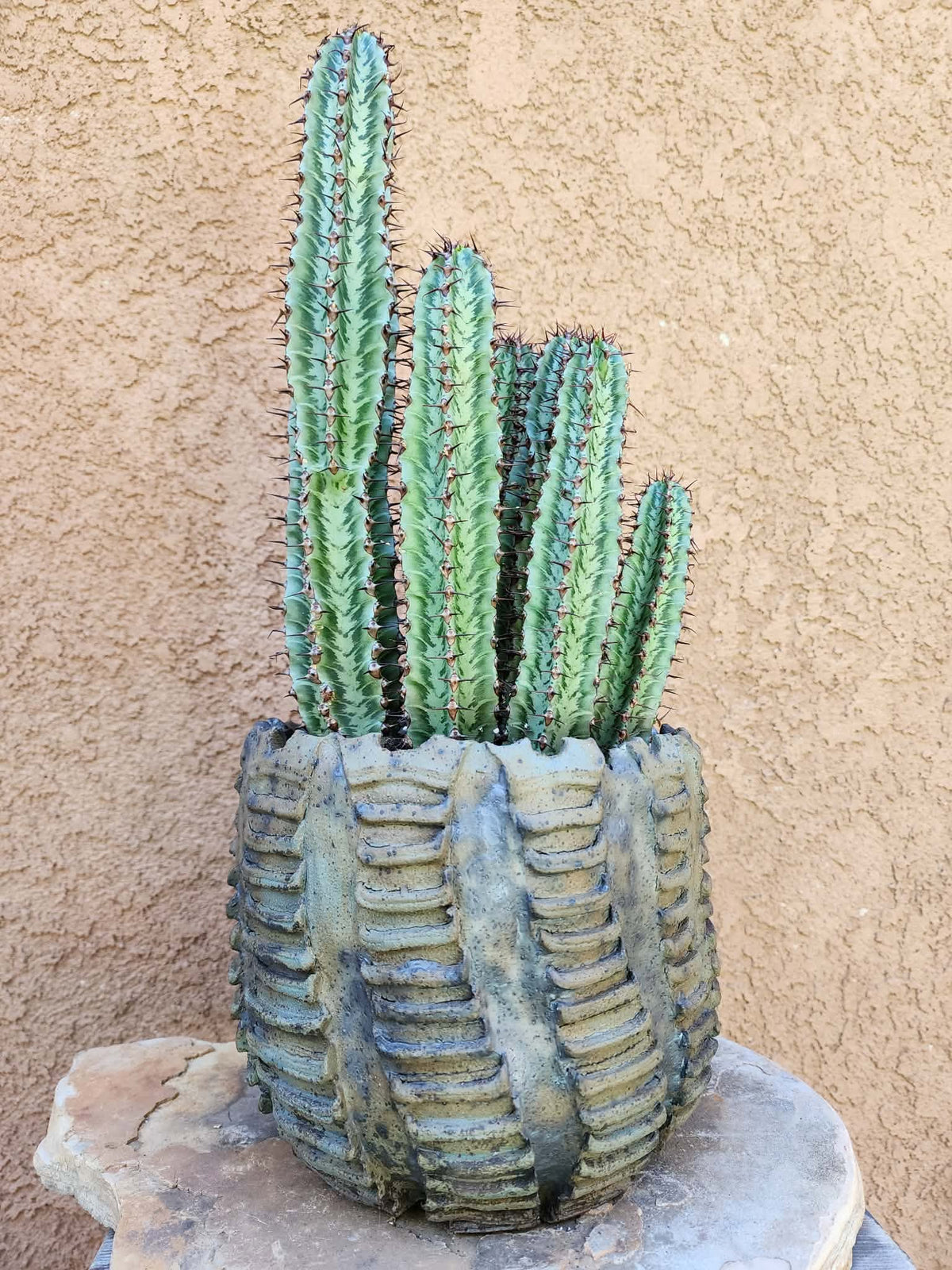 Euphorbia confinalis subsp. rhodesia variegata 'Zebra' x 6