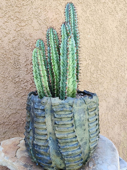 Euphorbia confinalis subsp. rhodesia variegata 'Zebra' x 6