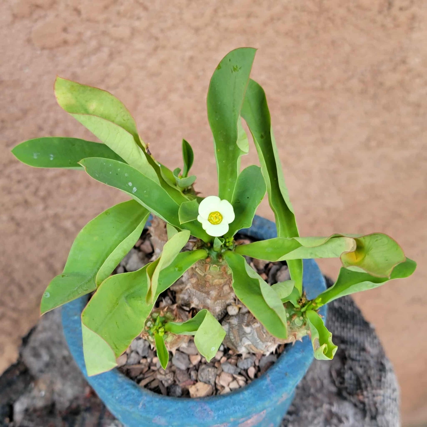Euphorbia cv. parvi-medusae