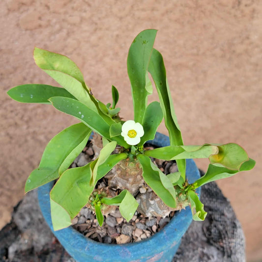 Euphorbia cv. parvi-medusae