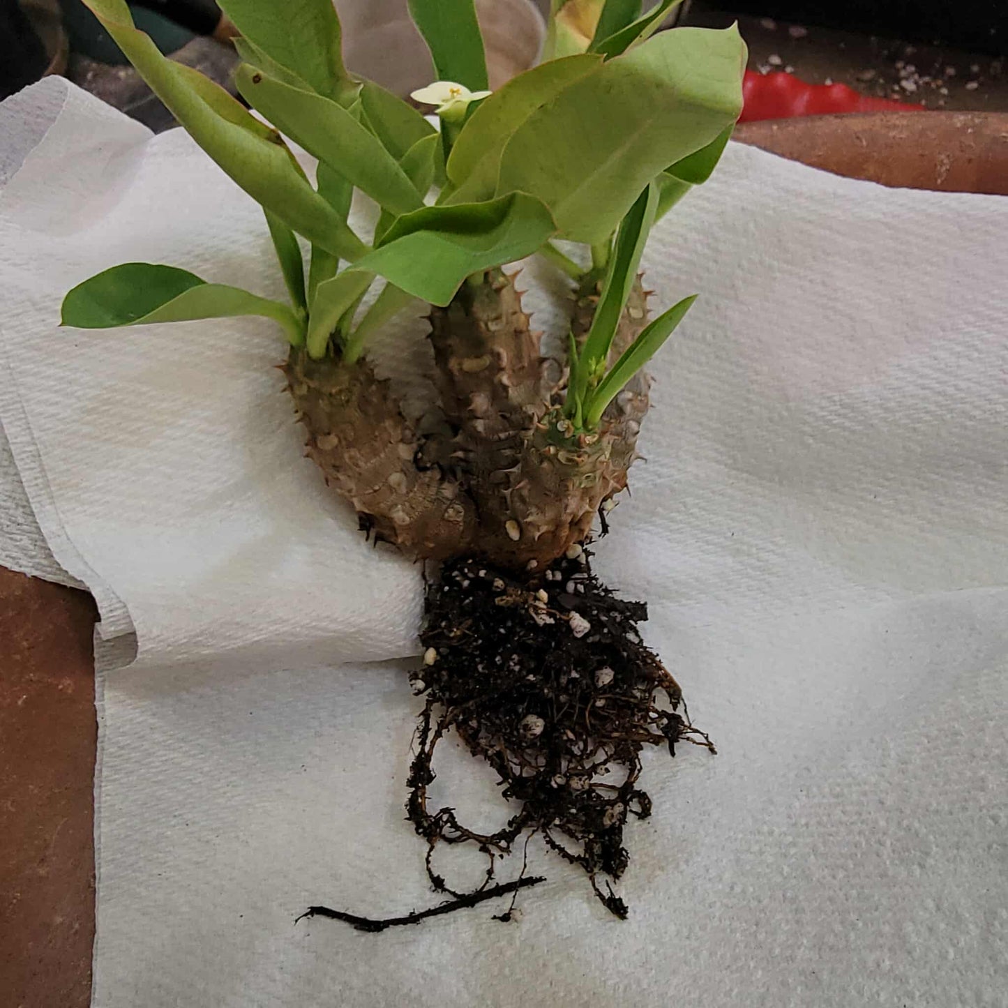 Euphorbia cv. parvi-medusae