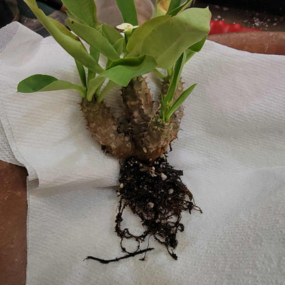 Euphorbia cv. parvi-medusae