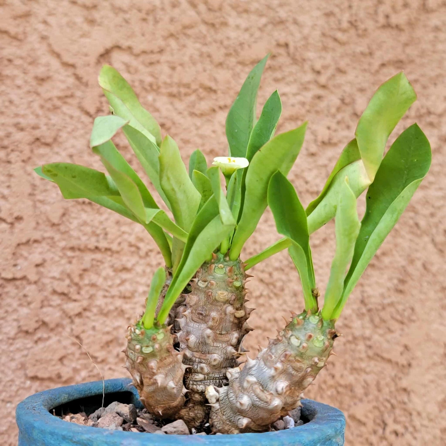 Euphorbia cv. parvi-medusae