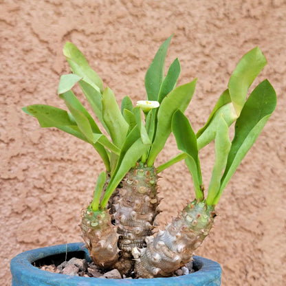 Euphorbia cv. parvi-medusae