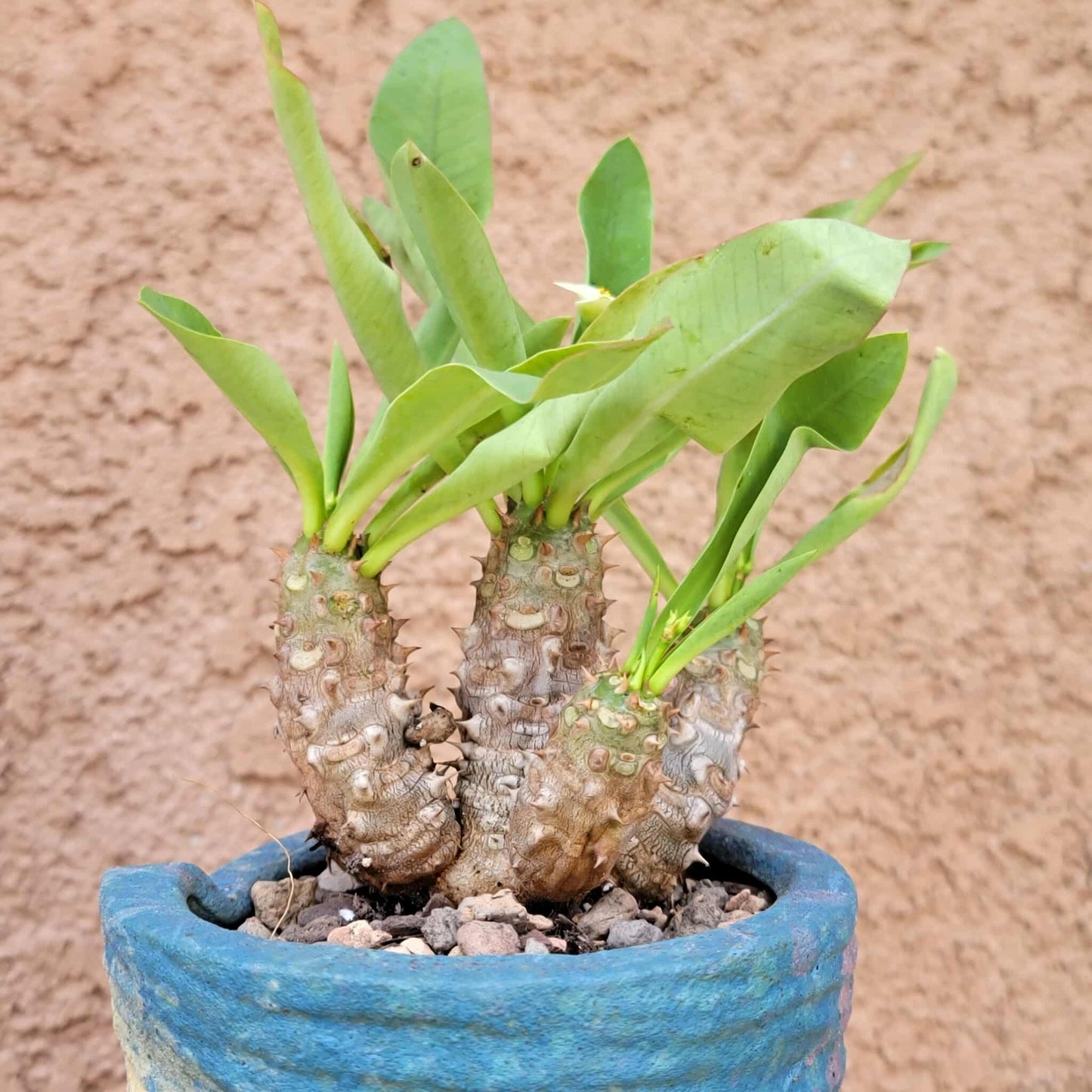 Euphorbia cv. parvi-medusae
