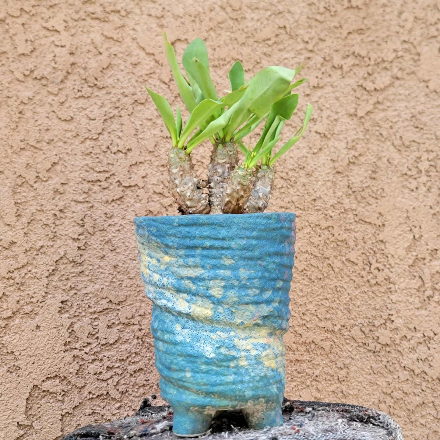 Euphorbia cv. parvi-medusae