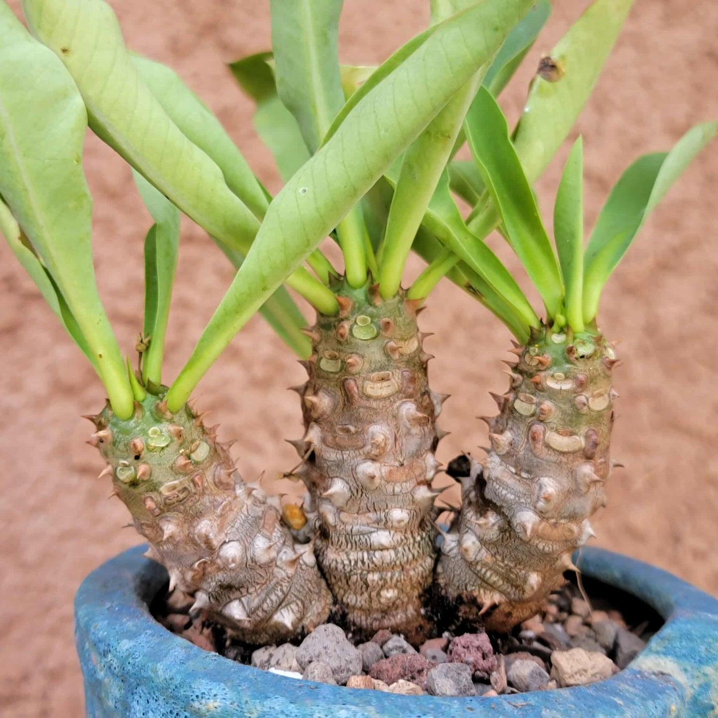 Euphorbia cv. parvi-medusae