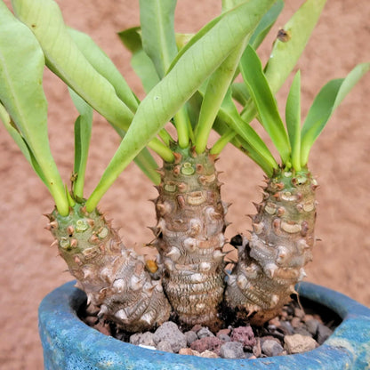 Euphorbia cv. parvi-medusae