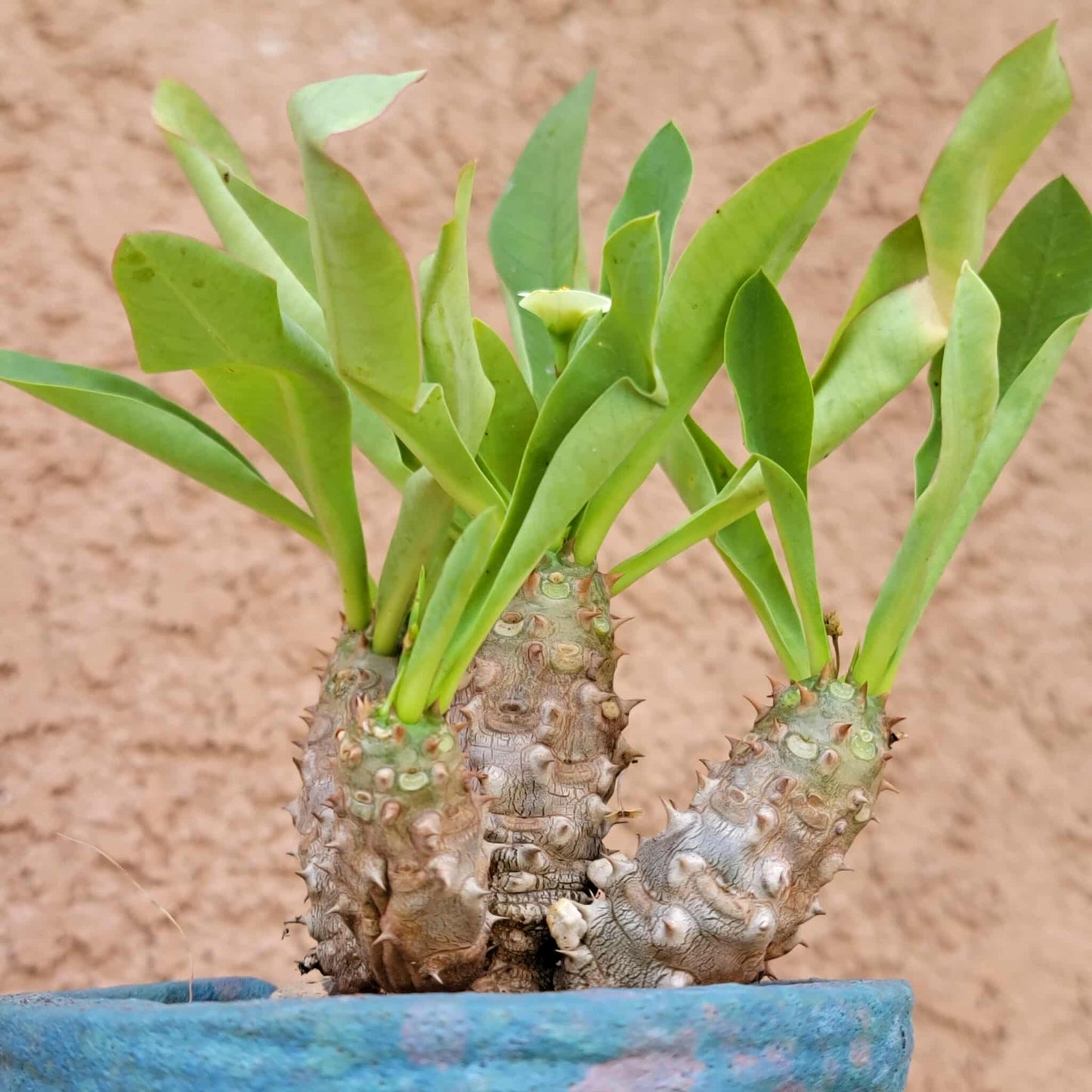 Euphorbia cv. parvi-medusae