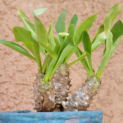 Euphorbia cv. parvi-medusae
