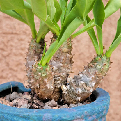 Euphorbia cv. parvi-medusae