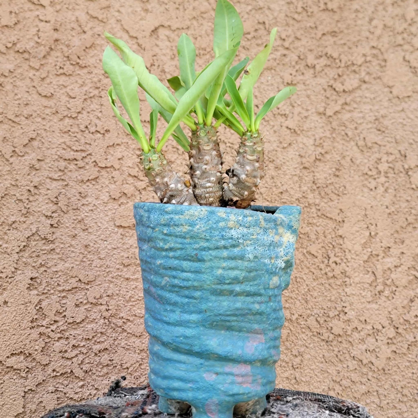 Euphorbia cv. parvi-medusae