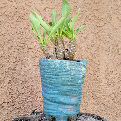 Euphorbia cv. parvi-medusae